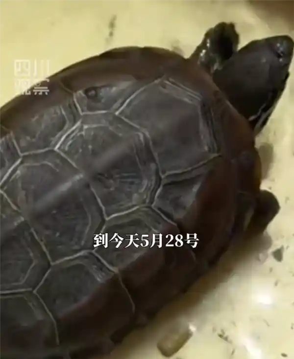 《女子误将乌龟当死物埋入花盆两月后惊见奇迹重生》