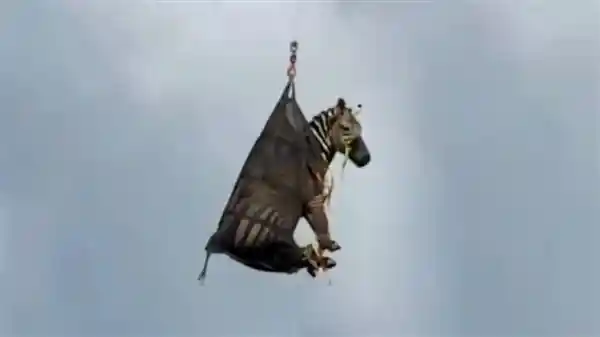 《斑马的奇幻一周：从天空到自由再到空中归笼》