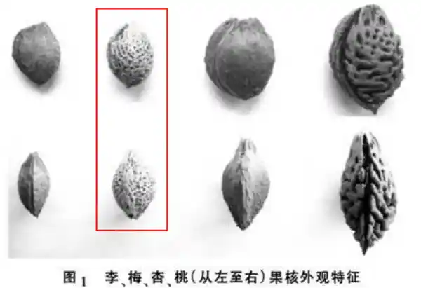 酸爽解暑的天然开胃神器！你吃对了吗？