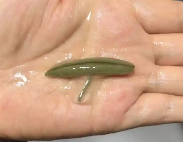 水底美味密码：这道菜鲜到让人停不下来！