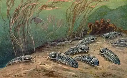 首登陆地的神秘生物：它们如何突破水域，开启陆地生存新纪元