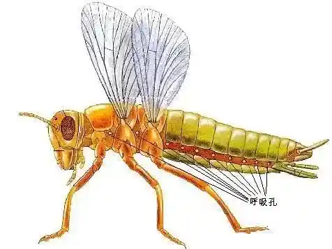 首登陆地的神秘生物：它们如何突破水域，开启陆地生存新纪元
