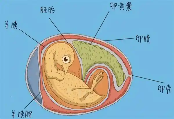 鸡蛋壳的进化之谜：为何如此脆弱却历经亿万年？